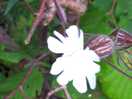 Some of the plants on our woodland walk