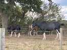 Horses surrounding the campsite