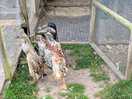 Indian running ducks