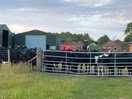 Cows