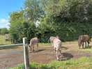 Donkeys !