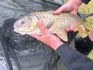 Funny looking fish