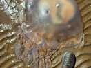 Very big jelly fish. lots all over beach