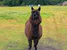 Alpaca posing