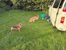 Dogs taking the air