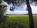 Woodland