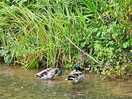 Happy ducks!