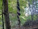 Amazing tree growth