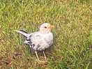 A daily visitor.