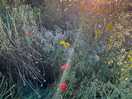 Wildflowers