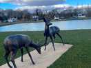 Friendly deers
