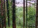 View from the forest you can walk in