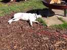 Long walk will make purdie zzzzz time