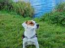 Dog walks