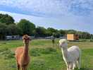 Alpacas