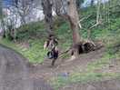 Tyre swing
