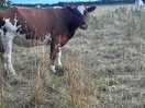 Cows in the next field