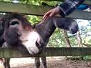 Morning hellow to donkeyd