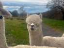 Marshmellow the llama