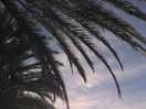 Palm trees at the pool
