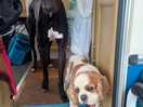 The doggos