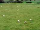 Sheep sheep and more sheep