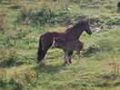 Horses!