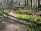 Woods