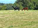 The alpaca's!