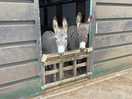 The beautiful donkeys!
