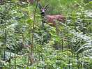 Wildlife
