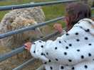 Sheep selfie