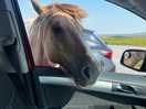 Cheeky dartmoor