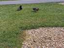 Wildlife