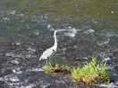 Friendly heron fishing