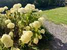 Beautiful greenery and flowers surrounding the pod.