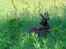 Deer seen on the walk