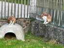 Little rabbits by the shop