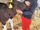 Cow cuddles!