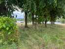 Wild life in park