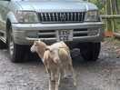 Sheep on the loose