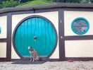 Dog friendly
