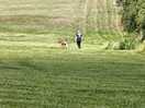 What is more random than a teenager walking a goat on a lead?