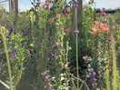 Edible garden