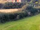 Zoom in to see barn owl taking off just up from our tent