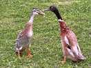Indian runner ducks