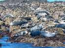 Farne islands trip grey seals