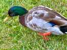 Wildlife