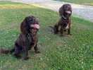 Cocker spaniels are your best friends