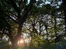 Sunset through the trees